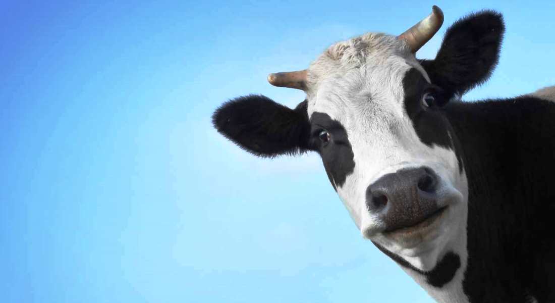 Какие существуют болезни копыт у коров? основная симптоматика, лечение и профилактика