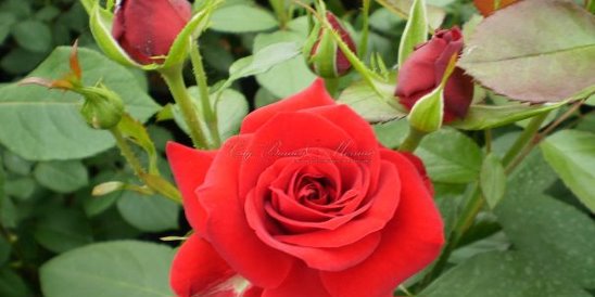 Описание розы никколо паганини, правильная посадка и уход