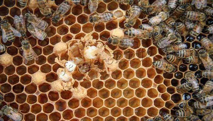 Что такое расплод пчел и о чем он нам говорит