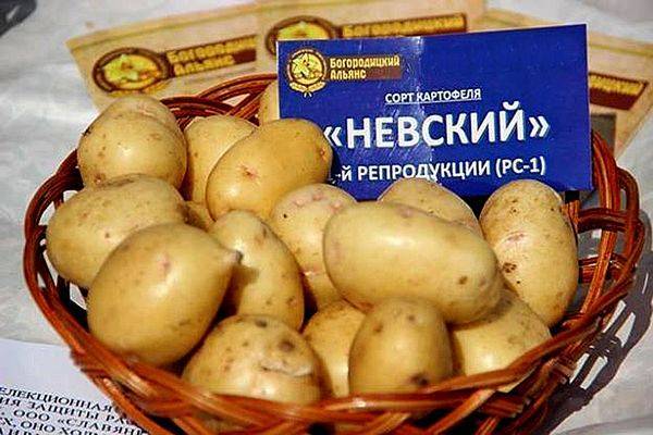 Описание и характеристика картофеля сорт «красавчик»