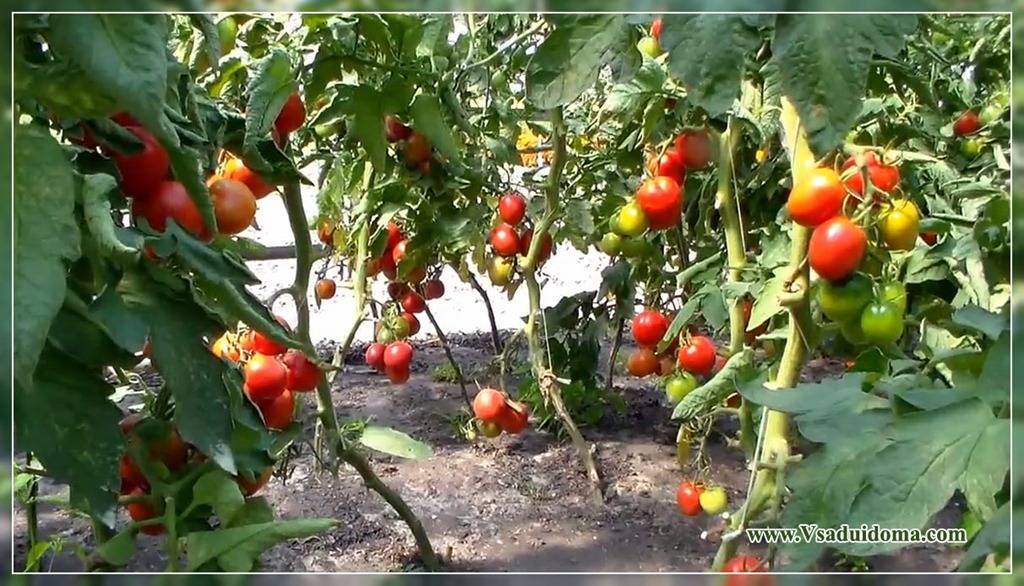 Выращиваем высокий урожай томатов в открытом грунте