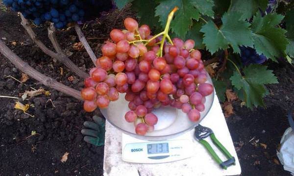 Описание сорта винограда смарагд: фото, видео и отзывы | vinograd-loza