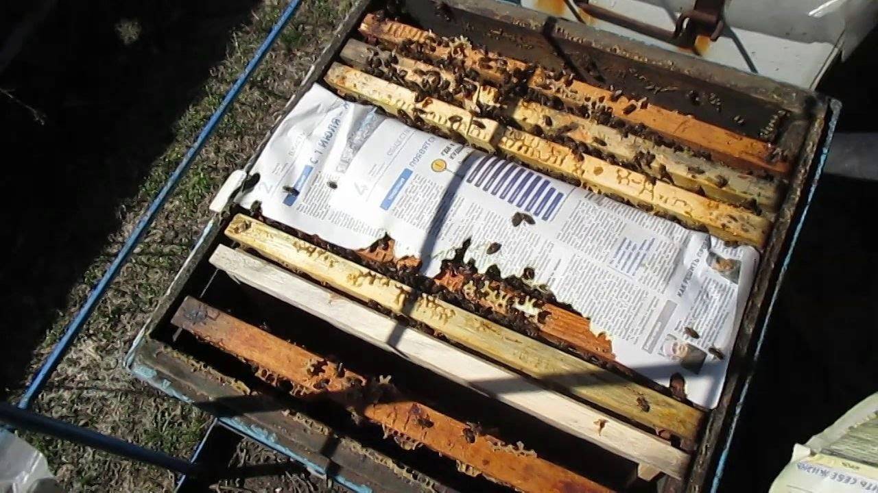 Как объединить две пчелиные семьи в одну, как соединить пчелосемьи осенью