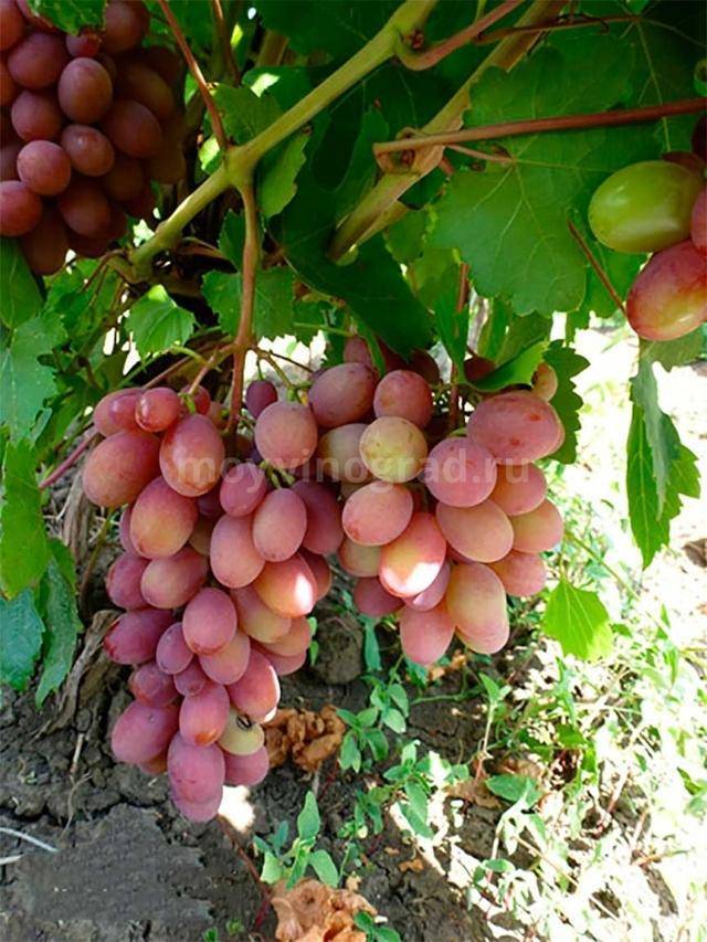 Агротехника винограда румба — преимущества и недостатки