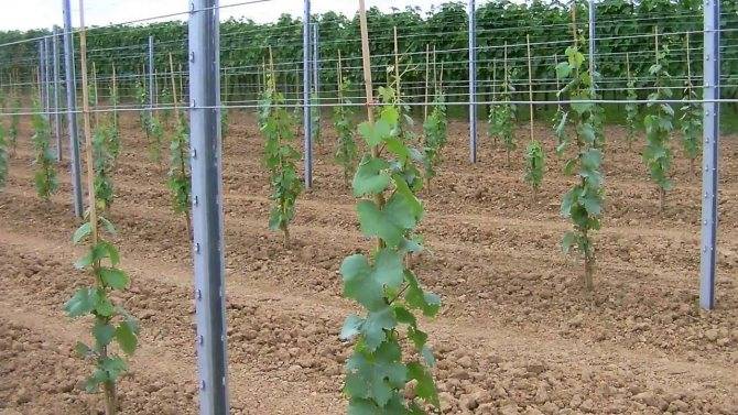 Виноград тайфи – описание сорта, польза и вред