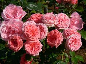 Грейс «grace»: описание абрикосовой розы дэвида остина и особенности выращивания