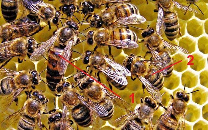 Как правильно организовать зимовку пчел на воле?