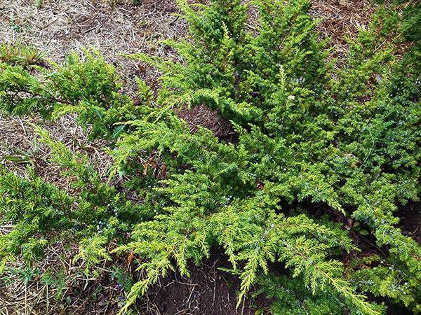 Можжевельник арнольд – компактное вечнозеленое растение