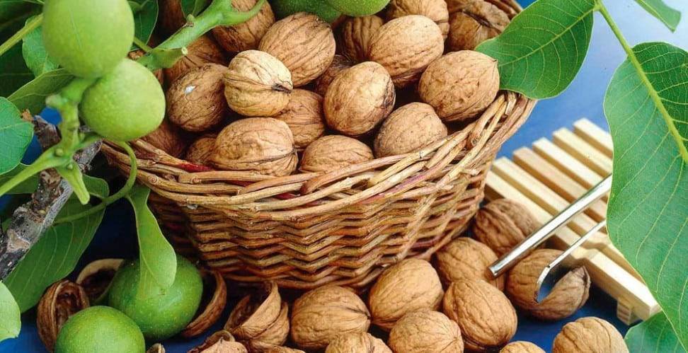Особенности посадки и агротехнические правила ухода за грецким орехом «идеал»