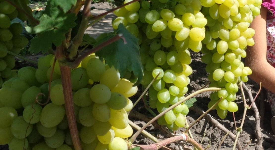 Виноград дарья: описание сорта