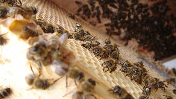 Пчелиный подмор: настойка для лечения простатита
