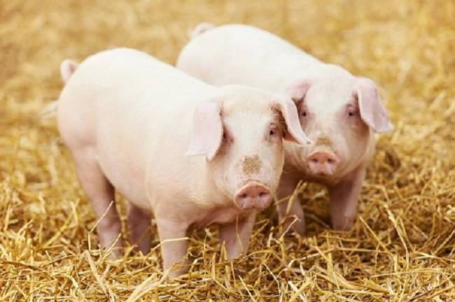 Пурина разновидности корма для свиней, его преимущества, правила использования