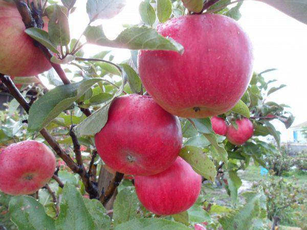 Сорт яблони «васюган» — выращивание и уход