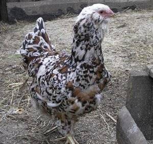 Орловская (порода кур)