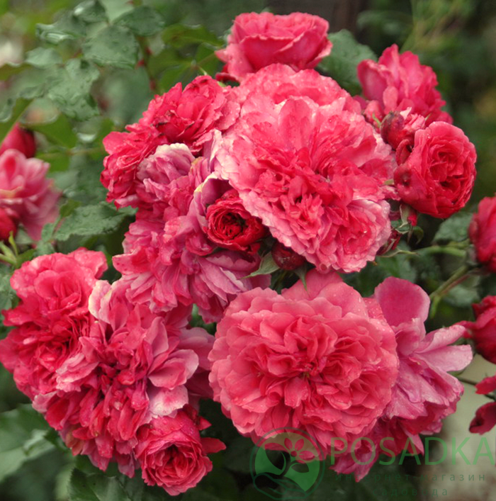 Роза розариум ютерсен: фото и описание плетистого цветка, история возникновения и особенности сорта, пошаговая инструкция по выращиванию, а также болезни и вредители