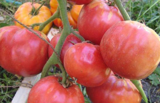 Томат "бабушкин секрет": описание сорта помидоров