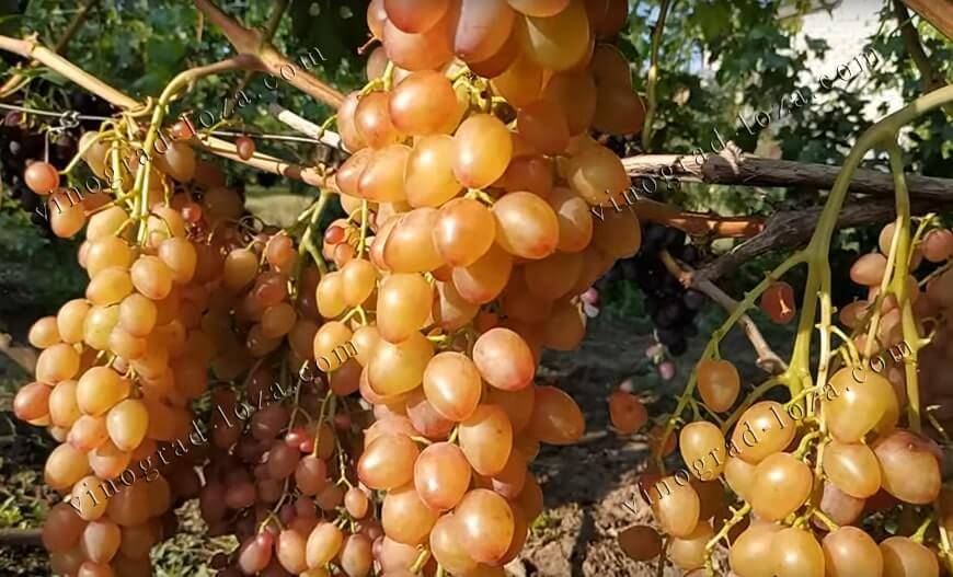 Сорт винограда румба: описание и фото