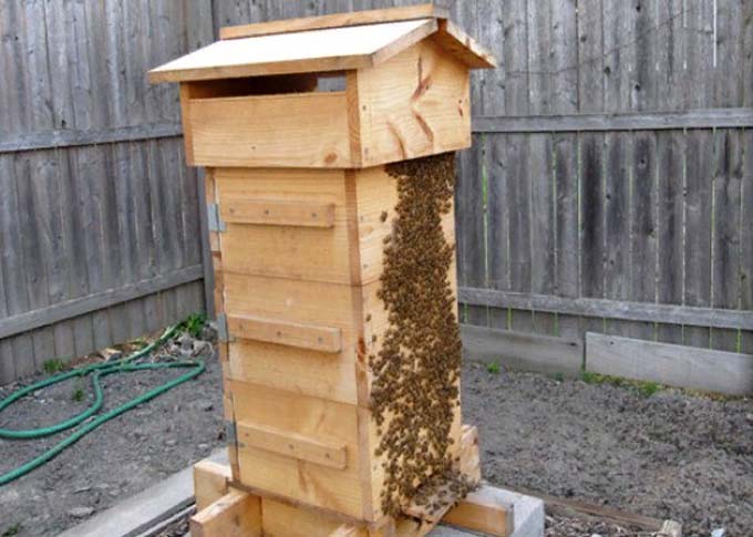 Как устроен улей для пчел