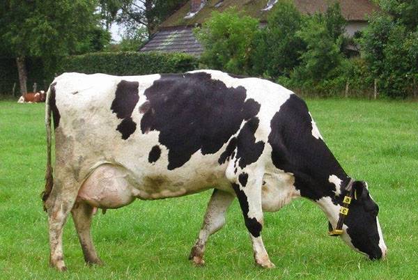 Болезни вымени у коровы: виды патологий, основные симптомы, способы лечения и профилактики