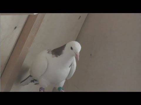Бакинские бойные голуби: разновидности, фото и видео