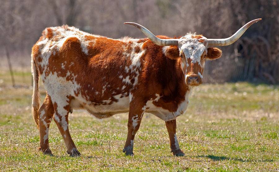 Матка у коровы: строение, функции, патологии 2020
