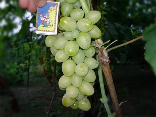 Сорт винограда «подарок несветая» описание и фото