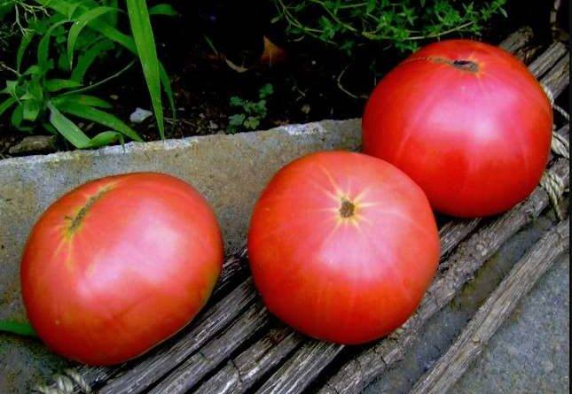 Томат "груша оранжевая": описание сорта, особенности ухода, фото помидоры