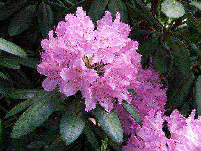 Азалия "мандарин лайтс": описание японского рододендрона, история возникновения, особенности ухода за цветком и другая информация