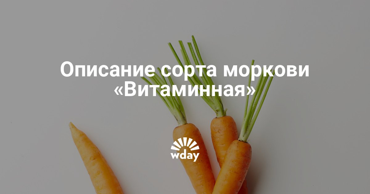 Витаминная 6 морковь. неприхотливый сорт моркови витаминная 6
