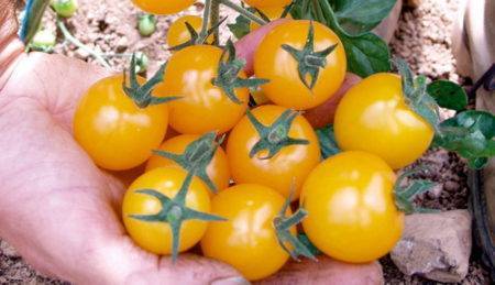 Урожаи красивых сочных черри — томат золотой поток f1: описание сорта и советы по выращиванию