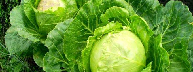 Полезная и вкусная колобок капуста: советы по выращиванию и хранению урожая