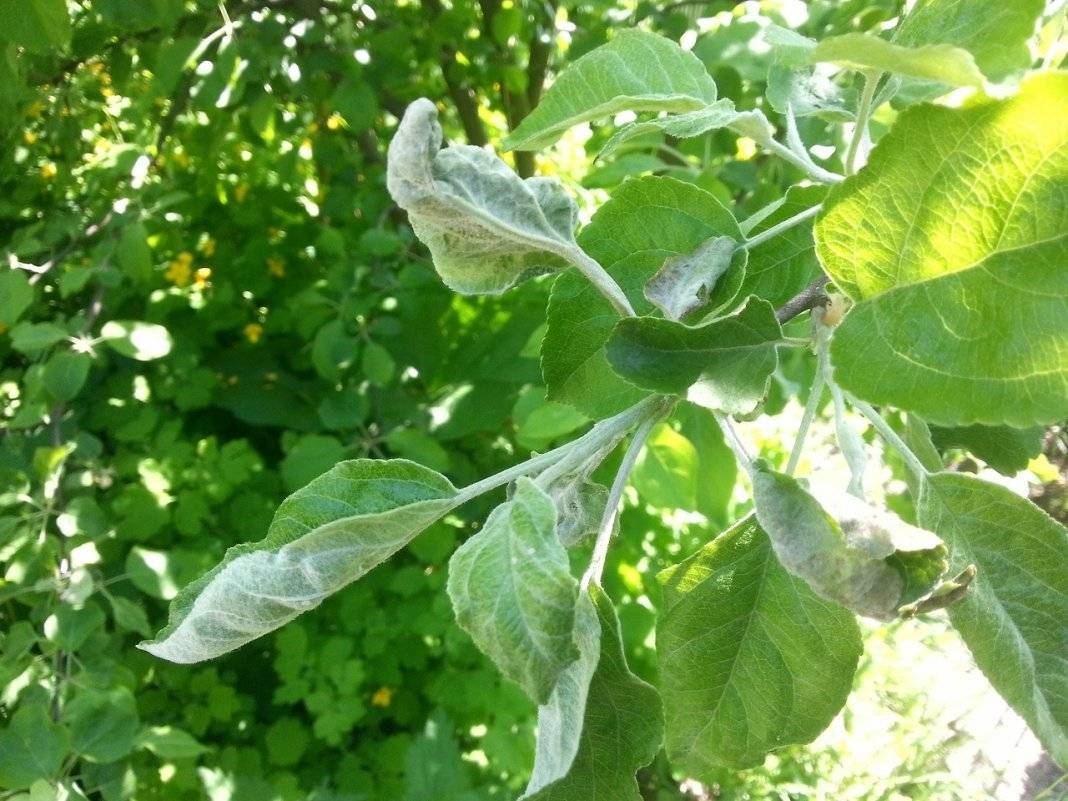 Почему у груши скручиваются листья и что делать, лечение и обработка