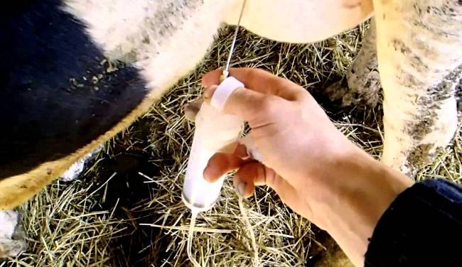Лечение мастита у коровы