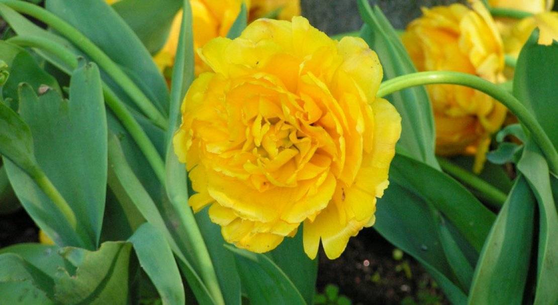 Разновидности пионовидных тюльпанов: топ-10 популярных сортов