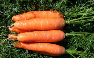 Обзор лучших сортов моркови для выращивания в открытом грунте