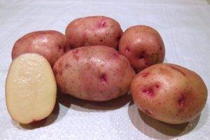 Новый и перспективный картофель «василий»