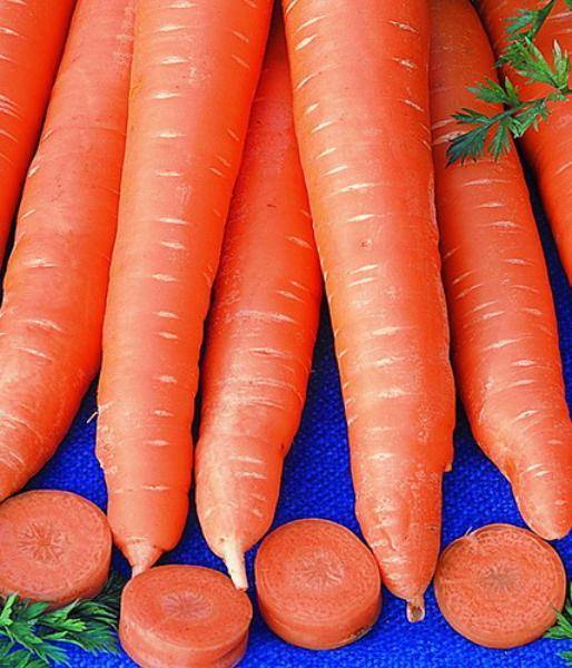 Морковь вита лонга: описание сорта, характеристики, вкусовые качества, выращивание