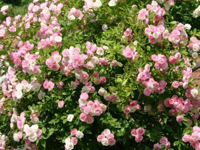 6 типов роз: описание и уход. какие розы посадить в саду? какие розы посадить на участке - советы