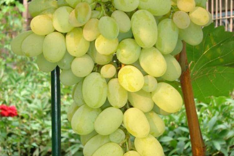 10 самых вкусных белых сортов винограда