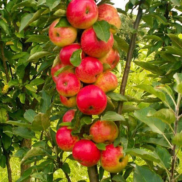 Яблоня колонновидная «медок»: описание сорта, фото и отзывы