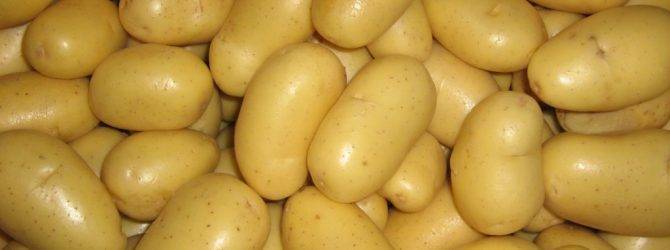 Картофель ласунок: описание и характеристика сорта, урожайность с фото