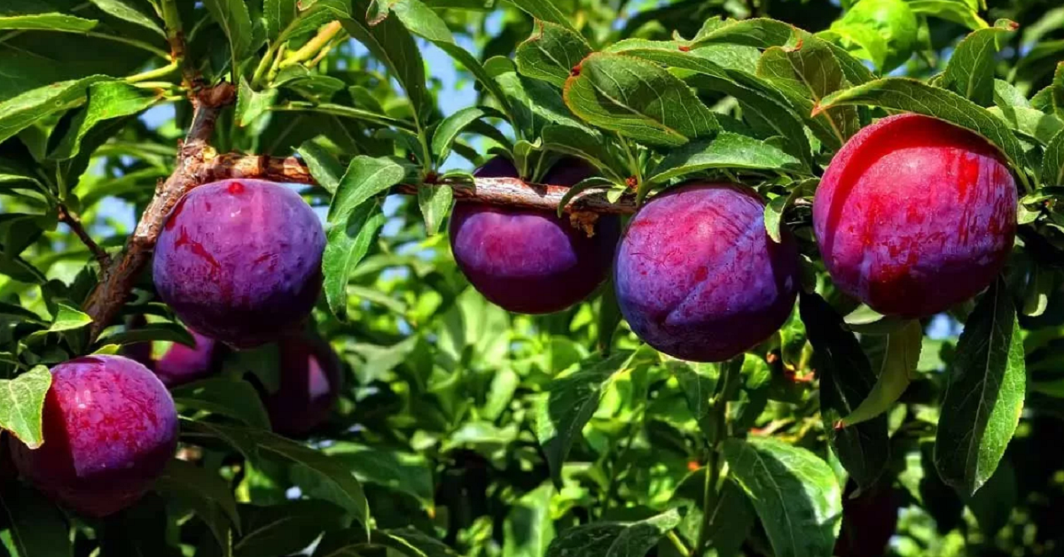 Как определить болезни плодовых деревьев и провести их лечение
