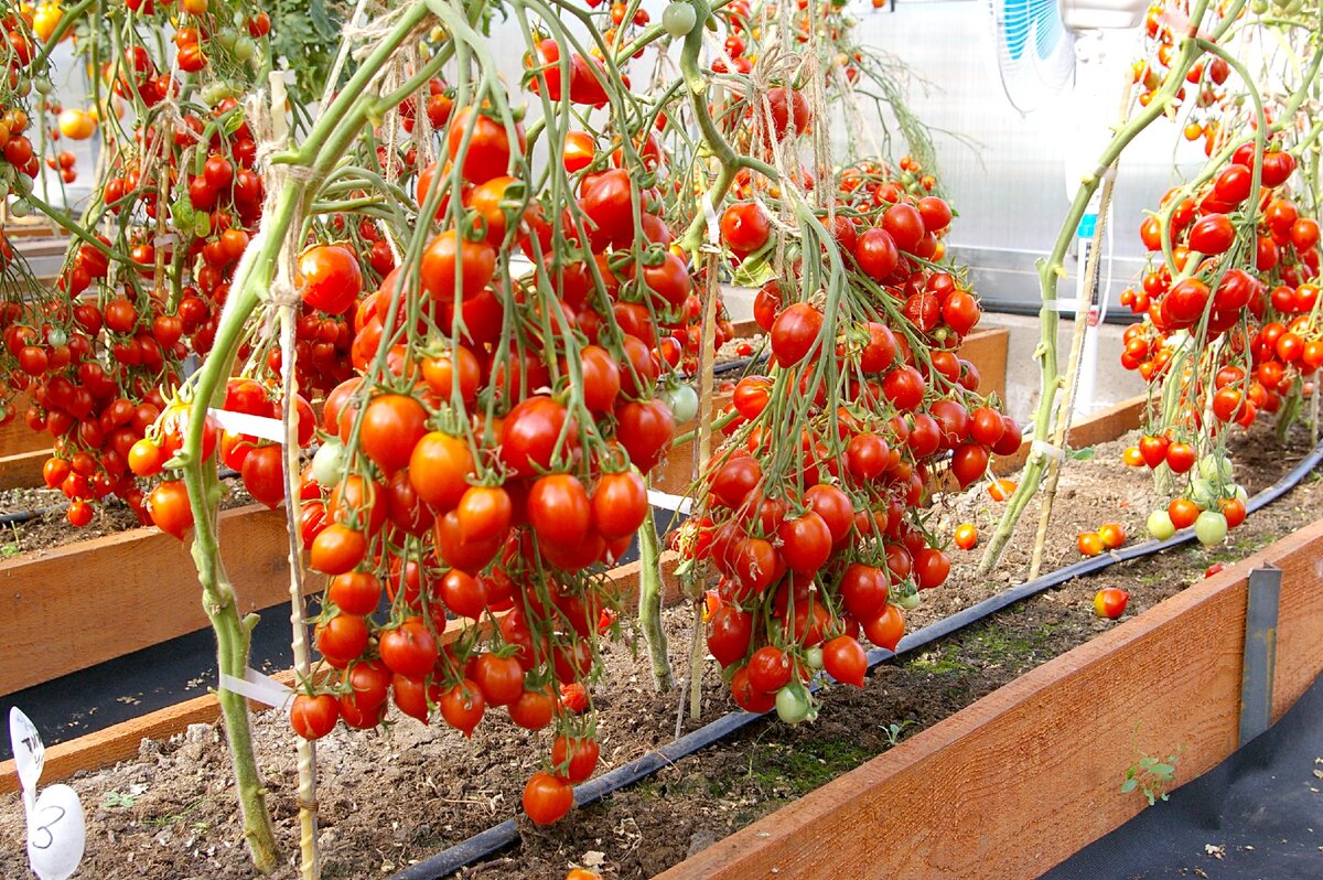 Поцелуй герани: описание сорта томата, характеристики помидоров, посев