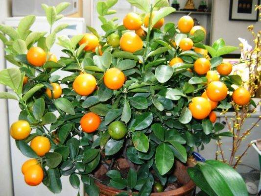 Особенности выращивания домашних лимонов