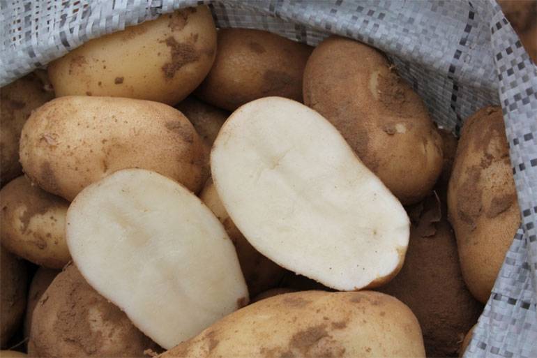 Невский — самый распространённый сорт картофеля в россии