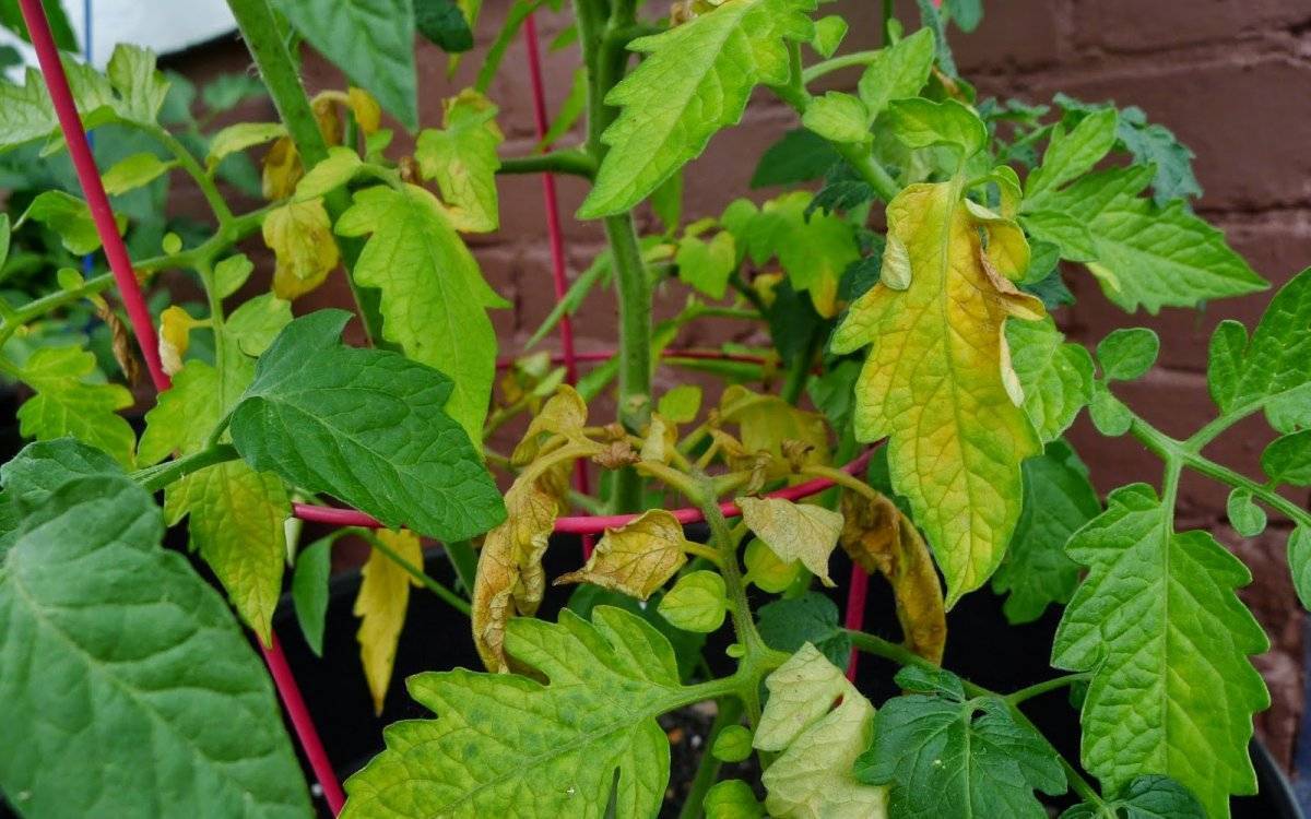 Почему желтеют листья у помидор в теплице
