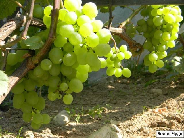 Виноград белое чудо: описание сорта и его особенности