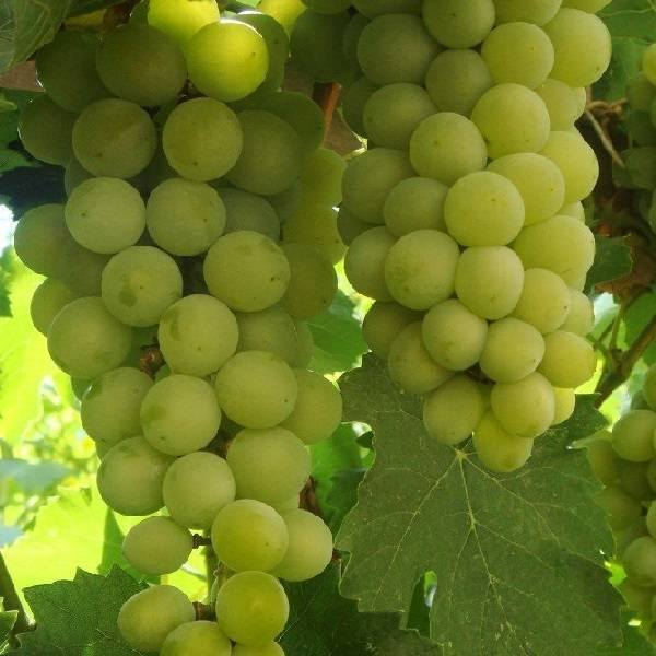 Виноград "тукай": описание сорта и его фото, характеристики и особенности, защита от болезней и вредителей