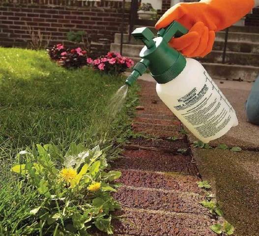 Как правильно применять гербицид «глифос» для удаления сорной растительности