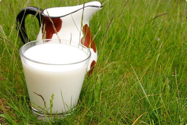 Как появляется и как корова дает молоко?